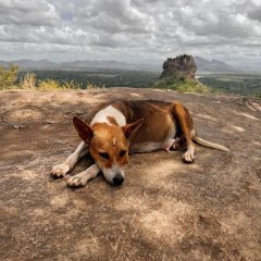 030_Sri Lanka