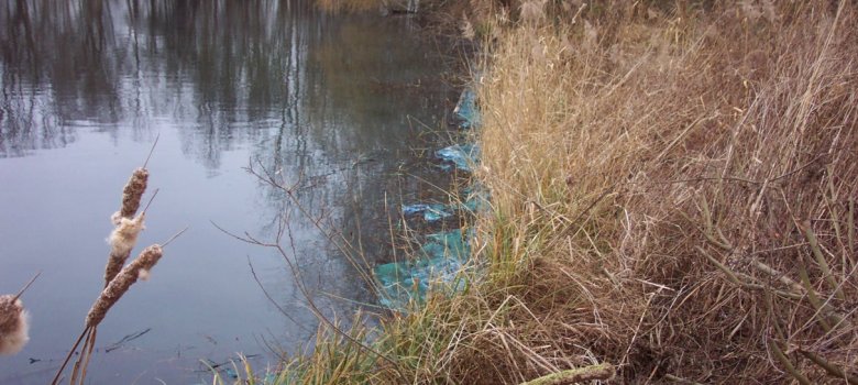 Winterblüte der Blaualge am Speyerlachsee im Jahr 2007