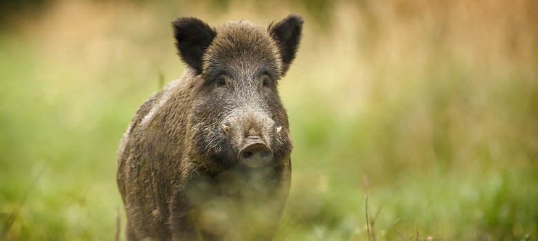 Wild boar walking through forest