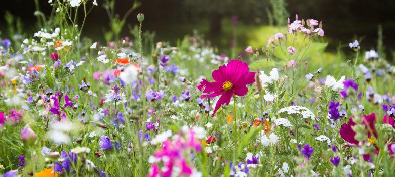 Wildblumenwiese