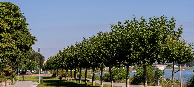 Rheinuferpromenade Speyer