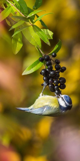 Blue Tit / Cyanistes caeruleus / Blaumeise